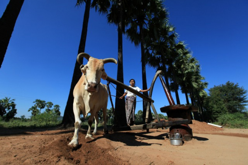 の画像 ヤンゴン発着　バガン遺跡群＆ポッパ山１泊２日〈日本語ガイド/国内線＆宿泊ホテル込〉 #1