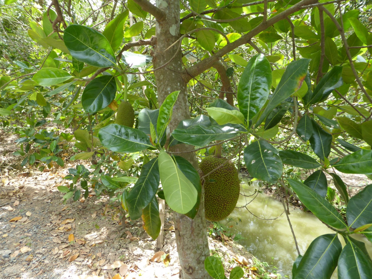 午後出発メコン川クルーズ（メコン名物料理の夕食付き） #2 