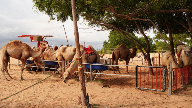 の画像 白い砂丘を訪れる　ビーチリゾートファンティエット（ムイネー）日帰り観光 #23