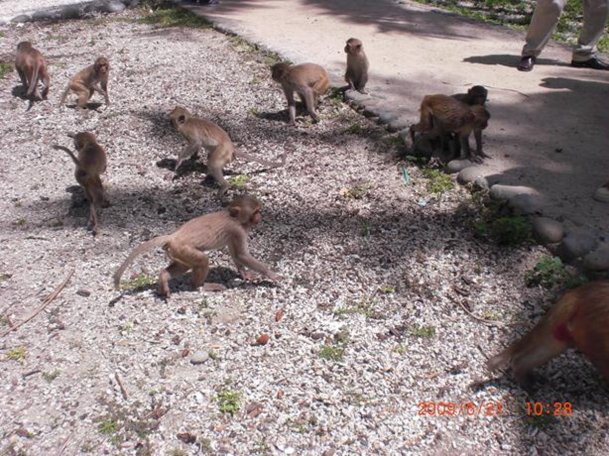 一日：モンキーアイランド＆ヨックレットビーチツアー（昼食付） #6 