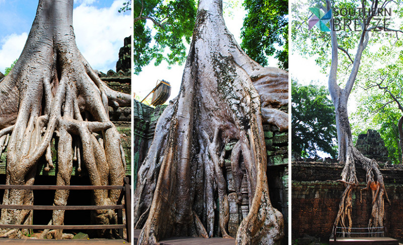 の画像 さくっと回れる!半日:アンコール遺跡小回りコース観光(タケウ、プラサットクラバン、バンテアイ・クデイ、スラスラン)食事無*アンコールチケット必要 #12