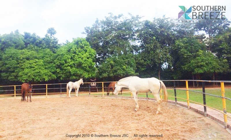 の画像 半日:乗馬レッスン&シェムリアップ郊外巡り #0