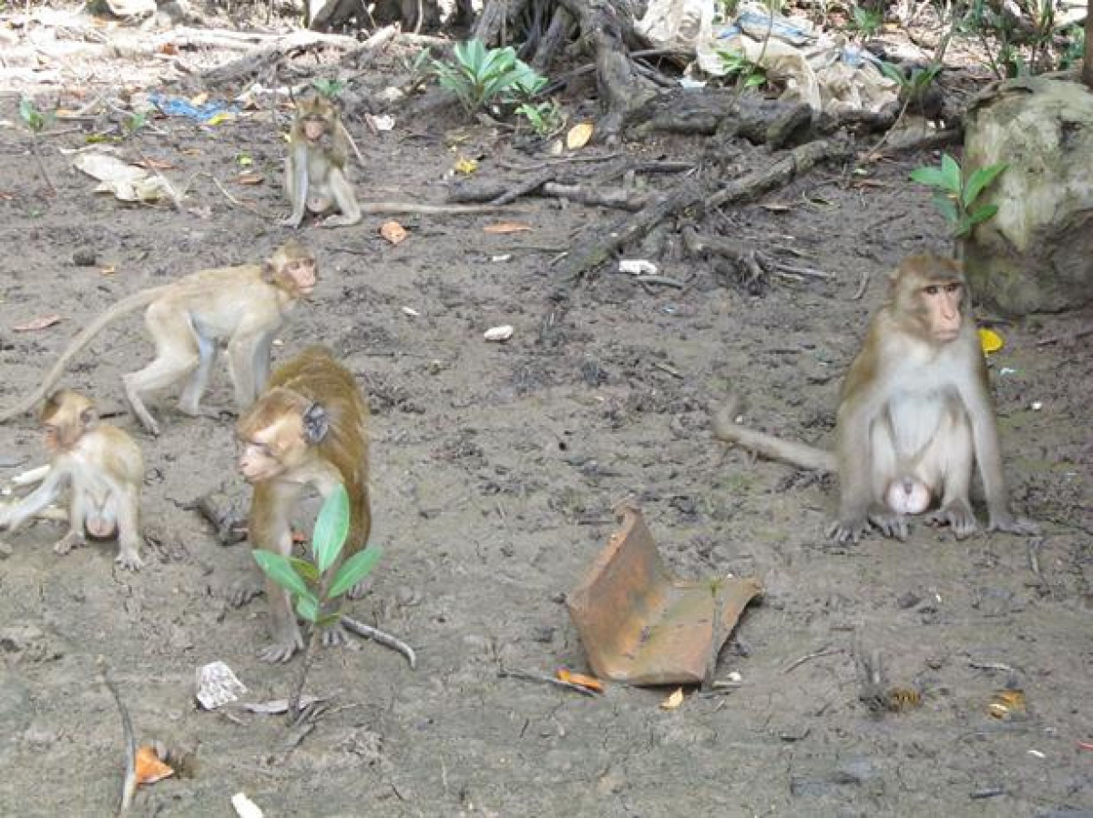 野生のサルにも会える！一日：カンザー（CANGIO）マングローブゲリラ基地跡クルーズ　昼食：ベトナム料理 #1 