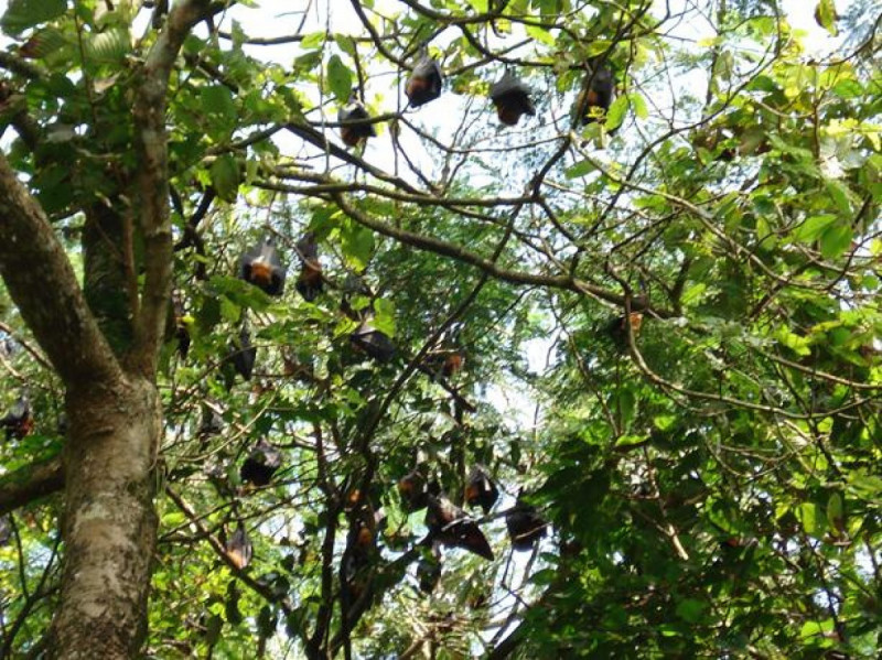 の画像 ワニ釣り体験もできる！一日：ヴァンサット（VAMSAT）マングローブジャングルクルーズ　昼食：ベトナム料理 #6