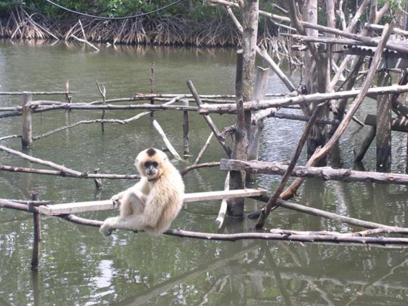 の画像 ワニ釣り体験もできる！一日：ヴァンサット（VAMSAT）マングローブジャングルクルーズ　昼食：ベトナム料理 #7